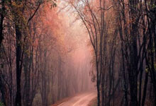 法兰克福的凯歌：一场胜利，点燃无限可能